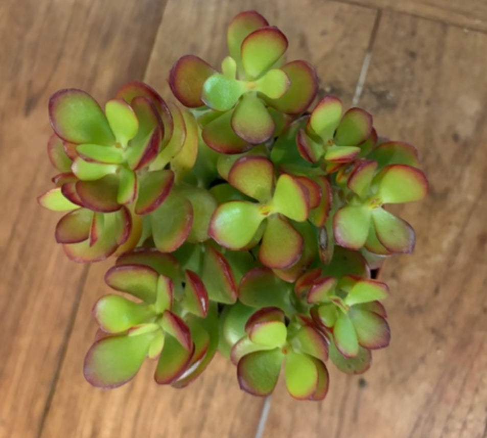 Crassula ovata Compacta cm. 10/12