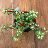 Crassula Portulacaria mediopicta rubra cm 14/16