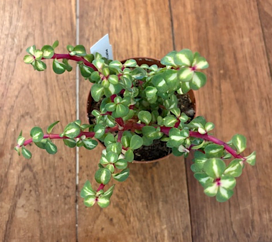 Crassula Portulacaria mediopicta rubra cm 14/16