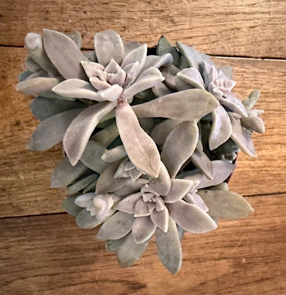 Graptopetalum sp. cm 12/14
