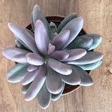 Pachyphytum Viride cm. 12