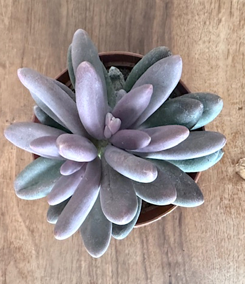 Pachyphytum Viride cm. 12