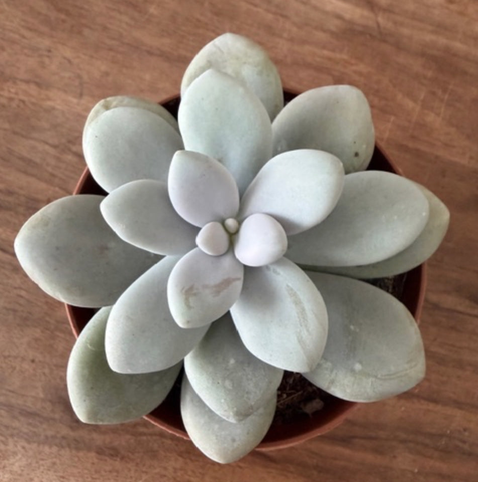 Pachyphytum Amethystinum cm. 10/12