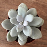 Pachyphytum Amethystinum cm. 10/12