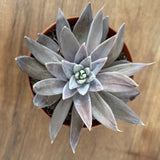 Echeveria Craingiana cm.12