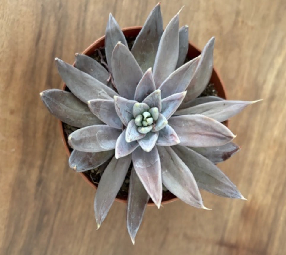 Echeveria Craingiana cm.12