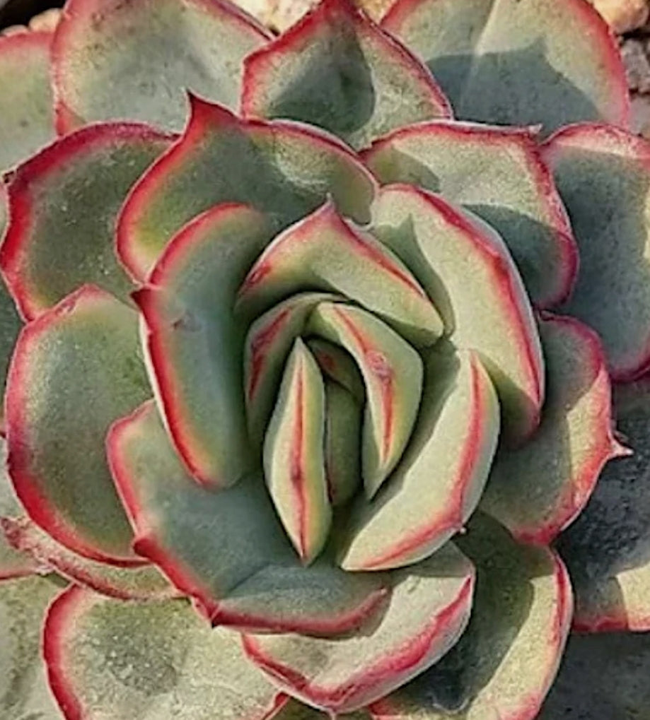 Echeveria Esther cm. 10/12