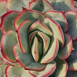Echeveria Esther cm. 10/12