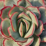 Echeveria Esther cm. 10/12