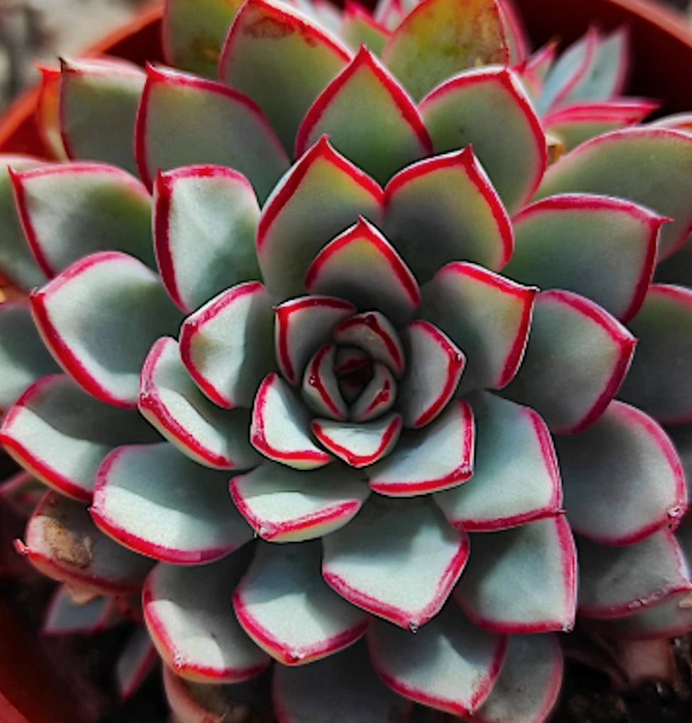Echeveria Esther cm. 10/12