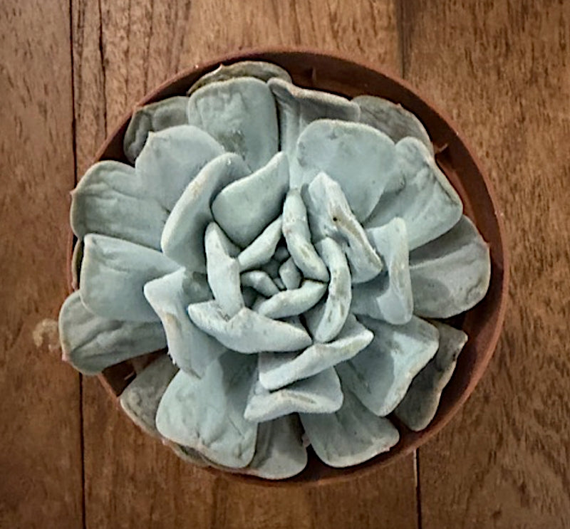 Echeveria Exotic cm. 10/12