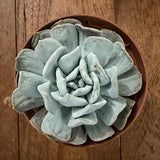 Echeveria Exotic cm. 10/12