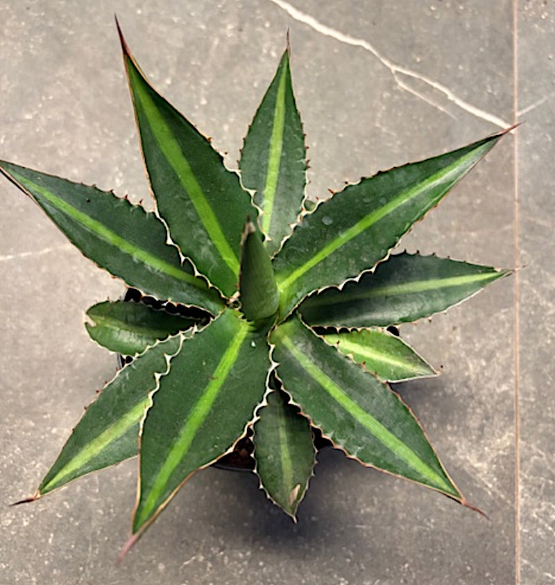 Agave Lophanta Splendida cm. 20
