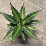 Agave Lophanta Splendida cm. 20