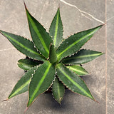 Agave Lophanta Splendida cm. 20