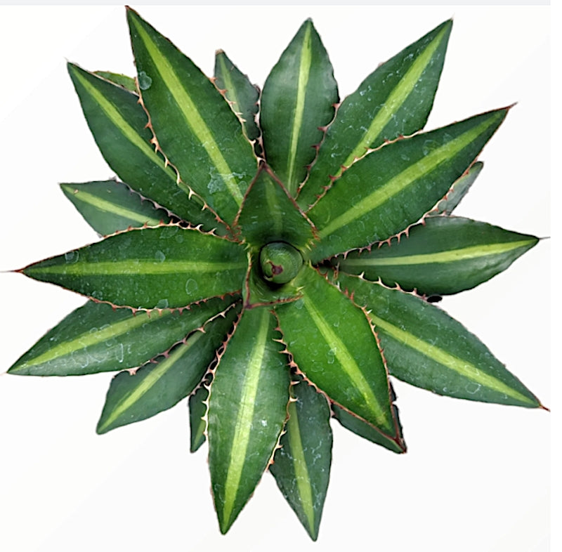 Agave Lophanta Splendida cm. 20