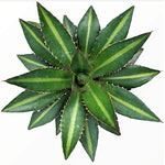 Agave Lophanta Splendida cm. 20