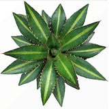 Agave Lophanta Splendida cm. 20