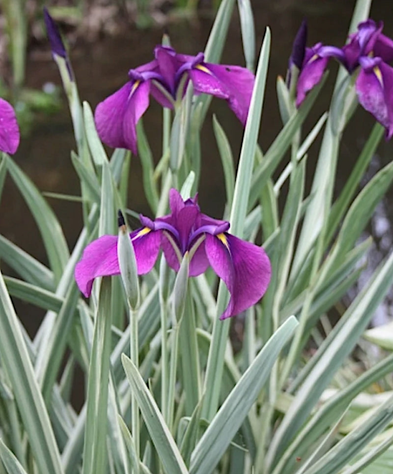 Iris Ensata Silverband variegata