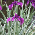 Iris Ensata Silverband variegata
