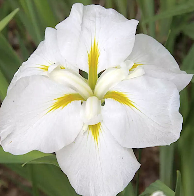 Iris ensata 'White Ladies'