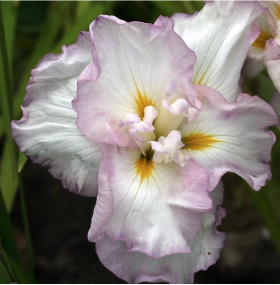 Iris ensata 'Lady In Waiting'