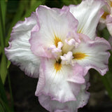 Iris ensata 'Lady In Waiting'