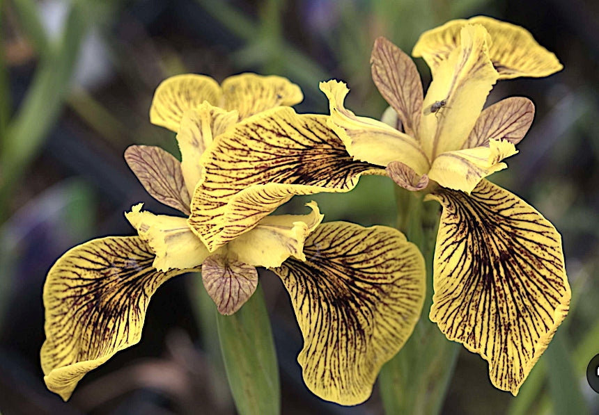 Iris Pseudacorus 'Berlin Tiger'