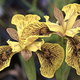 Iris Pseudacorus 'Berlin Tiger'
