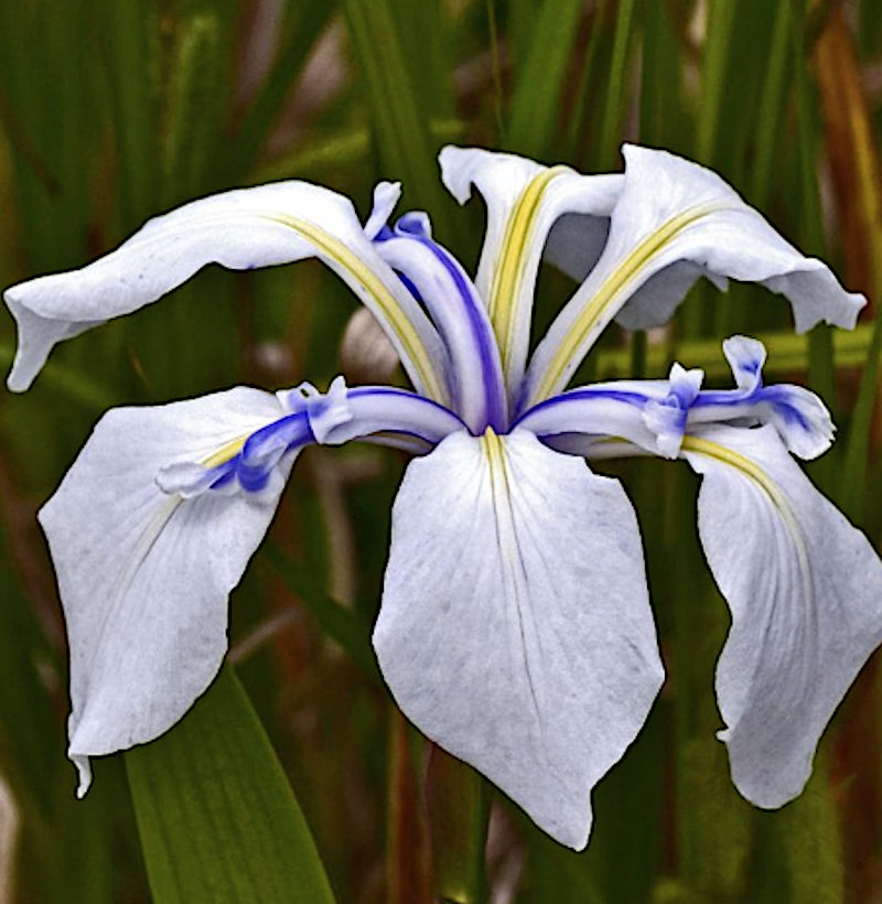 Iris laevigata 'Snowdrift'