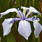 Iris laevigata 'Snowdrift'