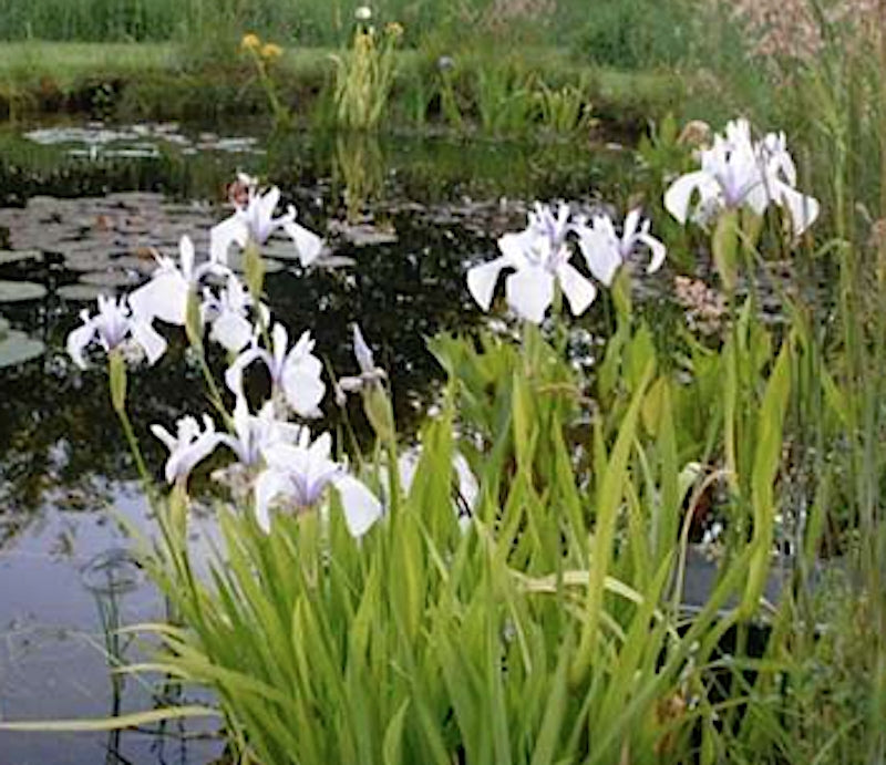Iris laevigata 'Snowdrift'