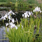 Iris laevigata 'Snowdrift'