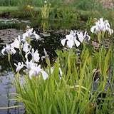 Iris laevigata 'Snowdrift'