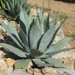 Agave Durangensis Mezcalis.  (resistenza - 10° gradi) cm. 20