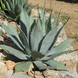 Agave Durangensis Mezcalis.  (resistenza - 10° gradi) cm. 20