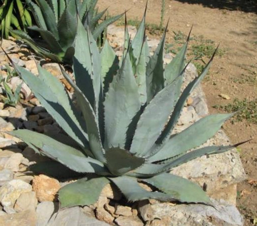 Agave Durangensis Mezcalis.  (resistenza - 10° gradi) cm. 20