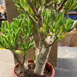 Crassula Gollum Bonsai cm. 35x35 dimensioni reali come da foto