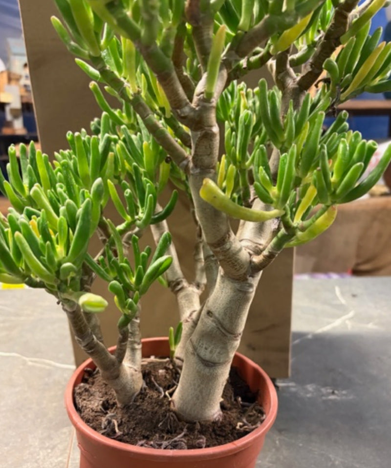 Crassula Gollum Bonsai cm. 35x35 dimensioni reali come da foto