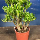 Crassula Gollum Bonsai cm. 35x35 dimensioni reali come da foto