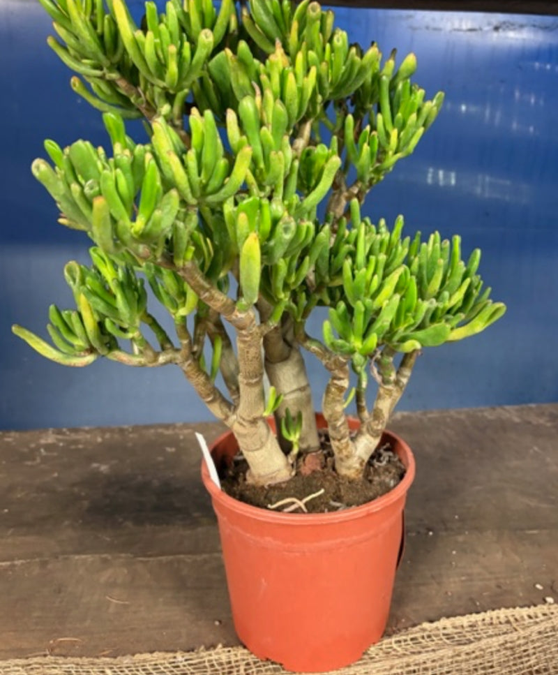 Crassula Gollum Bonsai cm. 35x35 dimensioni reali come da foto