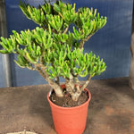 Crassula Gollum Bonsai cm. 35x35 dimensioni reali come da foto