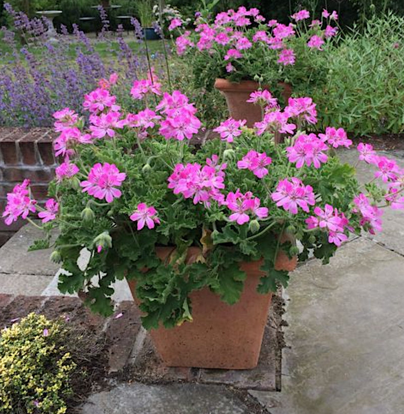 Pelargonium Pink Capitatum vaso 10