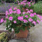 Pelargonium Pink Capitatum vaso 10