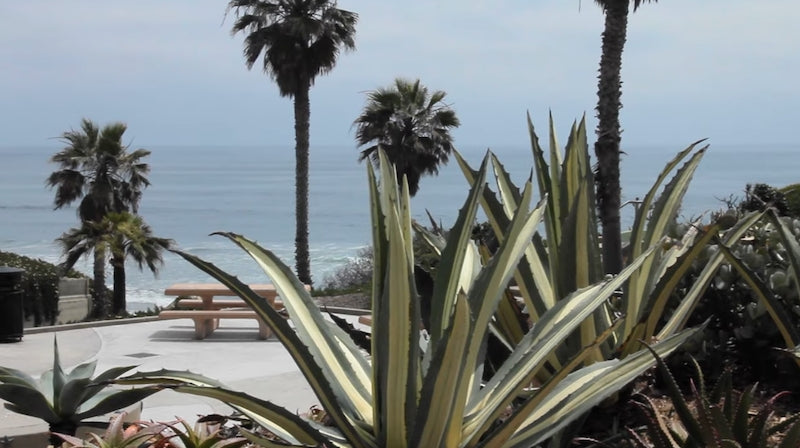 Coltivazione dell' Agave