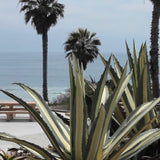 Coltivazione dell' Agave