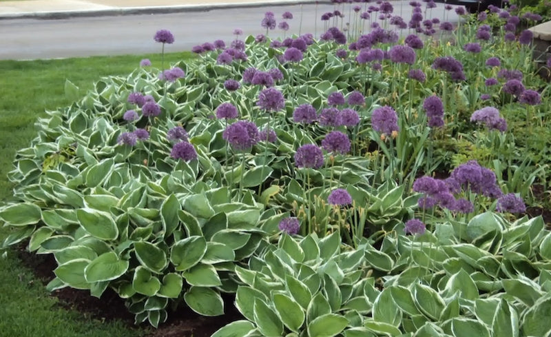 Coltivazione delle hosta