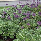 Coltivazione delle hosta