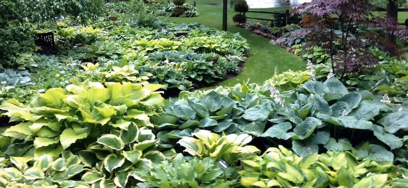 Coltivazione delle hosta