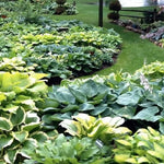 Coltivazione delle hosta